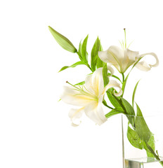 white lilies ' bunch on a white background