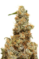 marijuana