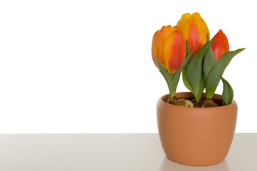 Tulpen