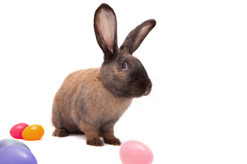 Easter bunny - second generation