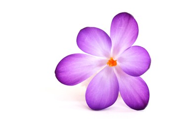 Obraz premium Frühlingsblume