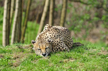 gepard