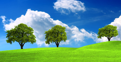 Fototapeta na wymiar Green field with trees - Landscape