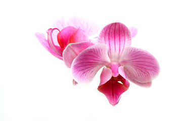 Obraz na płótnie Canvas Kwiat orchidei (phalaenopsis)