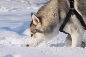 husky in snow