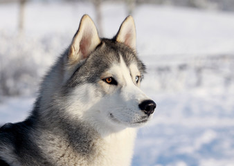 husky