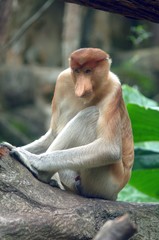 Proboscis Monkey