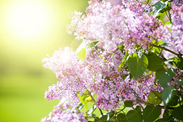 Spring