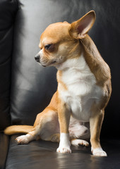Chihuahua portrait on  black