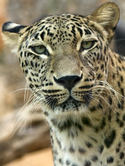 Fototapeta na wymiar Close-up of Leopard
