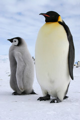 Plakat Emperor Penguins dorosłych z jego laską