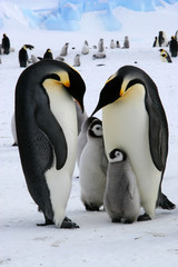 Famille de manchots empereurs (Antarctique)