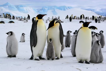 Deurstickers Antarctica Antarctische keizerspinguïns