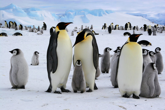 Manchots empereurs de l'Antarctique