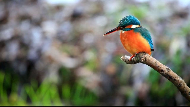 Eisvogel (Alcedo atthis)