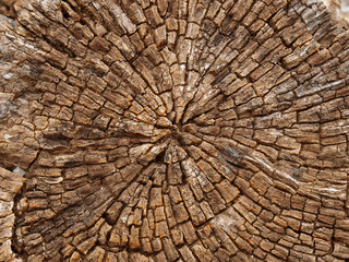 Fototapeta premium Alter Baumstamm