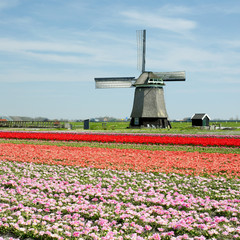 windmill with tulips near Sint-Maartens-vlotbrug, Netherlands