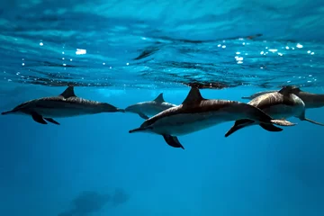 Fototapete Rund Delfine im Meer © crisod
