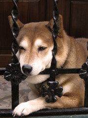 hund