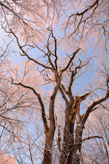 Fototapeta premium Sunset in Toila-Oru park.