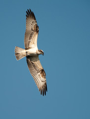Osprey (Pandion haliaetus)