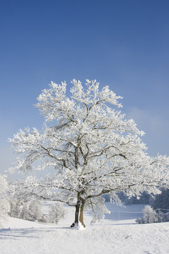 Fototapeta eiche im winter