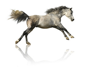 Fototapeta na wymiar koń szary samodzielnie na białym tle