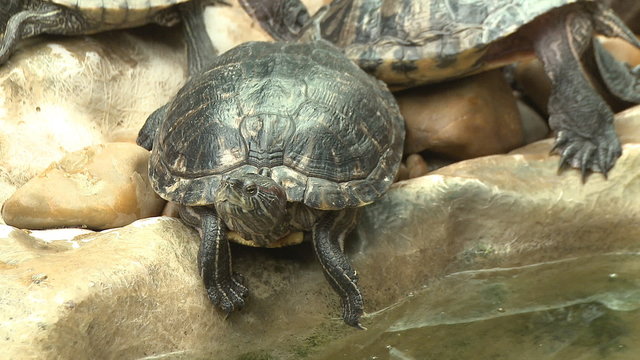 Turtle, red eared slider, sunbath on rock