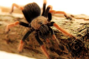 Brachypelma Boehmei (mexikanische Rotknie-Vogelspinne)