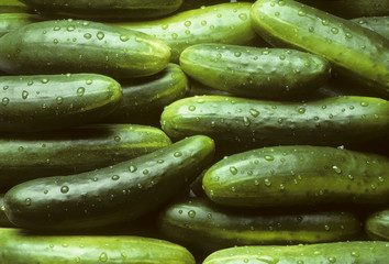 A pile of fresh cucumbers