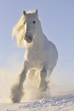 white horse run gallop in winter