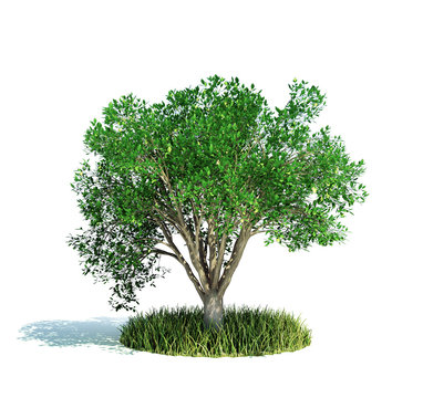 Tree isolated on white growing on small grass patch