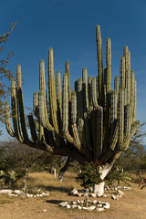 Reserva de la Biosfera Tehuacan - Kaktus