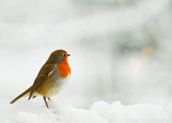 Robin in the snow