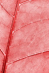 Fototapeta na wymiar abstract colored leaf texture
