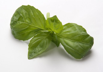 Fototapeta premium Basil