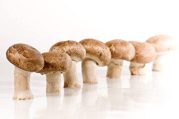 Fototapeta premium Champignons wd453