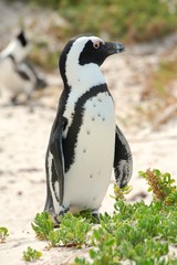 Penguin on a Cape of Good Hope