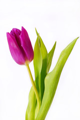 purple tulip isolated on white