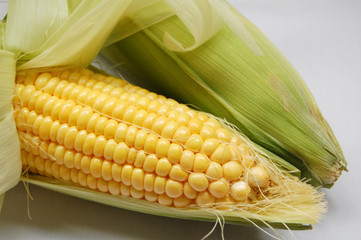 peeled raw sweet corn with white backgroun