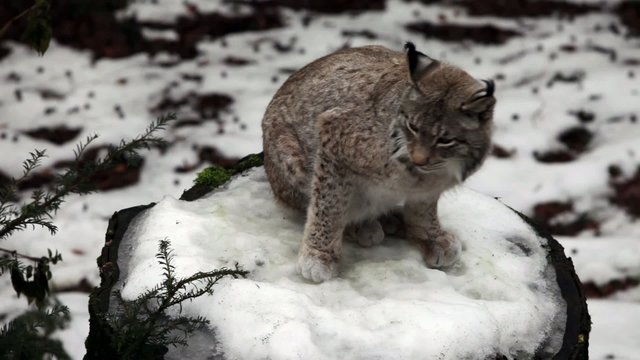 Europ&auml;ischer Luchs im Winter