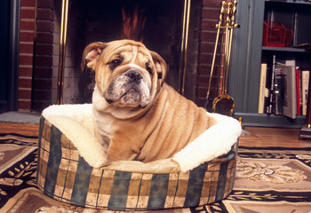 bulldog anglais dans son panier près de la cheminée