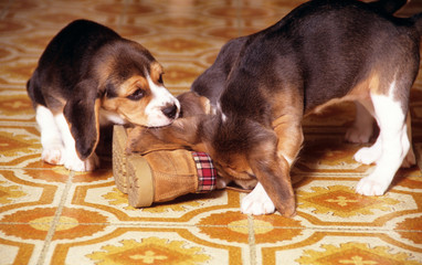 chiens de race beagle jouant avec une chaussure