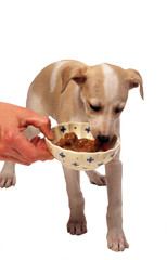 chiot whippet reniflant sa gamelle d'alimentation humide
