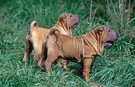deux mini pei de profil