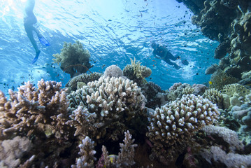 Naklejka na ściany i meble Snorkelers and coral reef