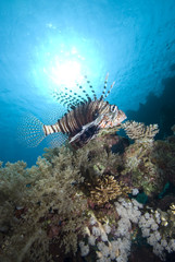 Fototapeta na wymiar Ornate tropical fish