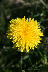 dandelion