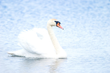 swan