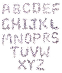 lilac flower alphabet